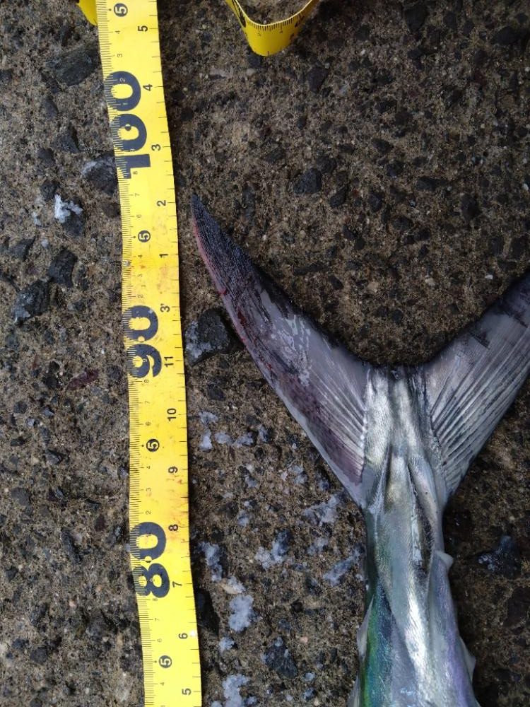 自己新のサワラ！