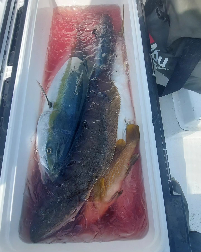 日本海落とし込み