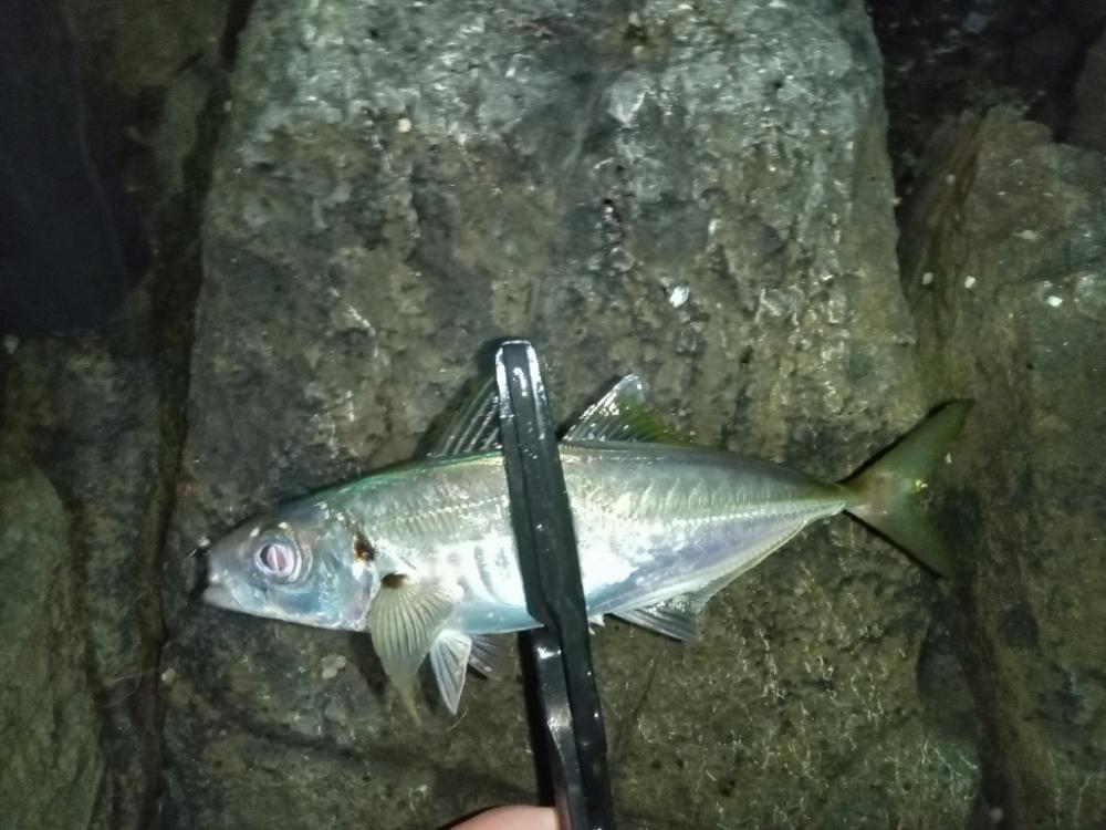 ナイトアジング