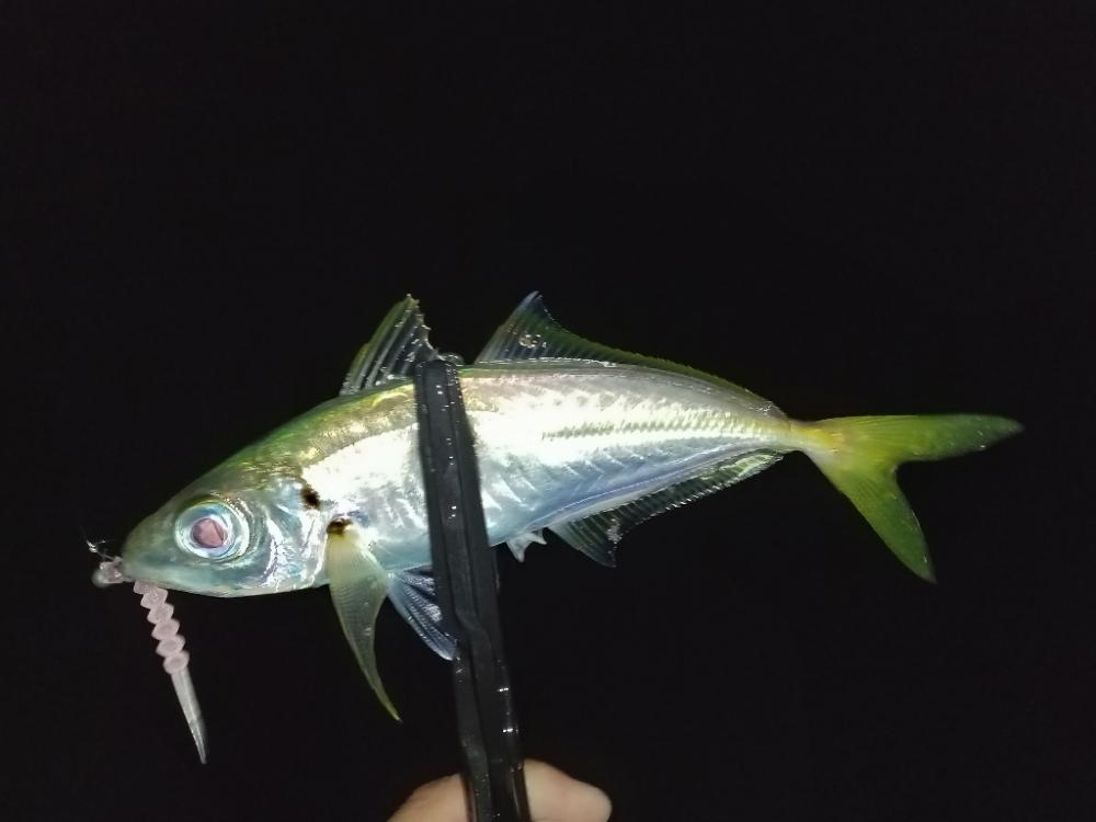 ナイトアジング