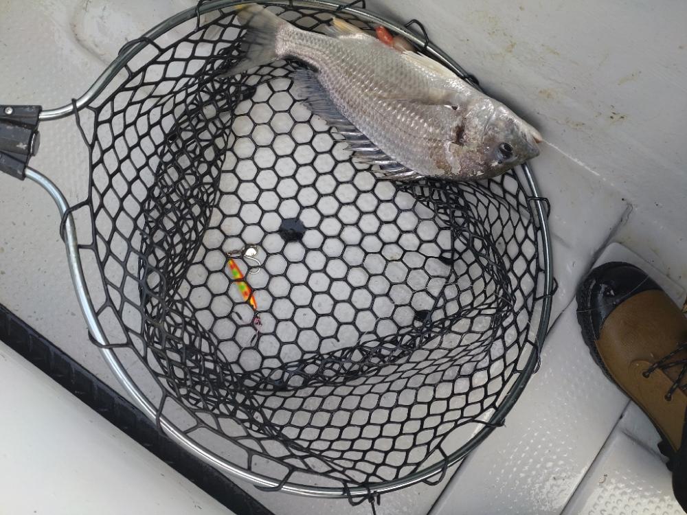 激渋の中での価値ある魚