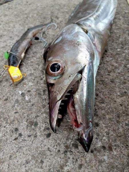 プチsalt water game