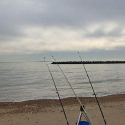 昼間だから釣れないわ