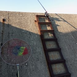 今シーズン初メジロ