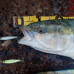 プチsalt water game