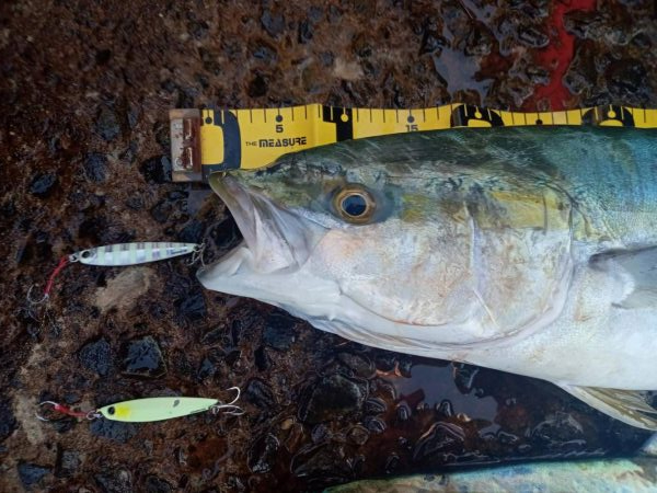 プチsalt water game