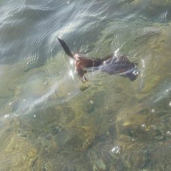 朝からエギングIN対馬