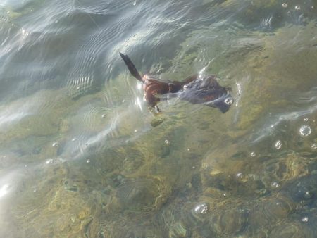 朝からエギングIN対馬