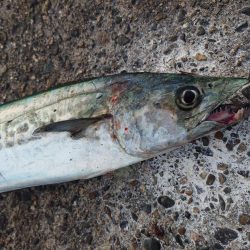 今日も仕事前にサゴシ