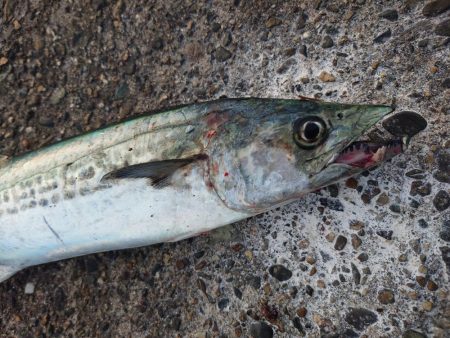 今日も仕事前にサゴシ