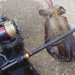 デイ＆ナイトエギングIN対馬