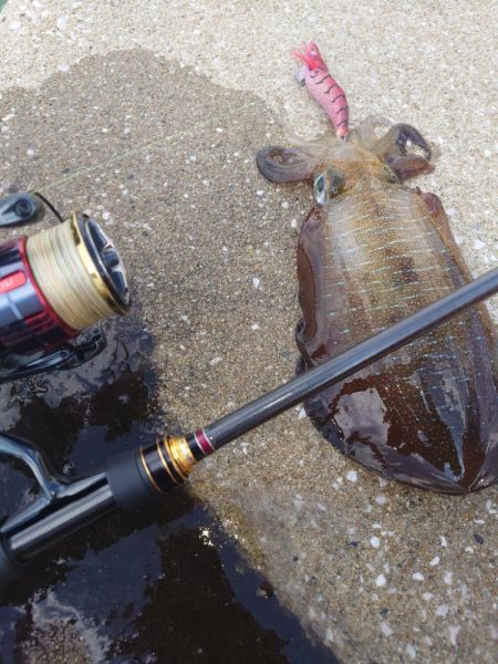 デイ＆ナイトエギングIN対馬