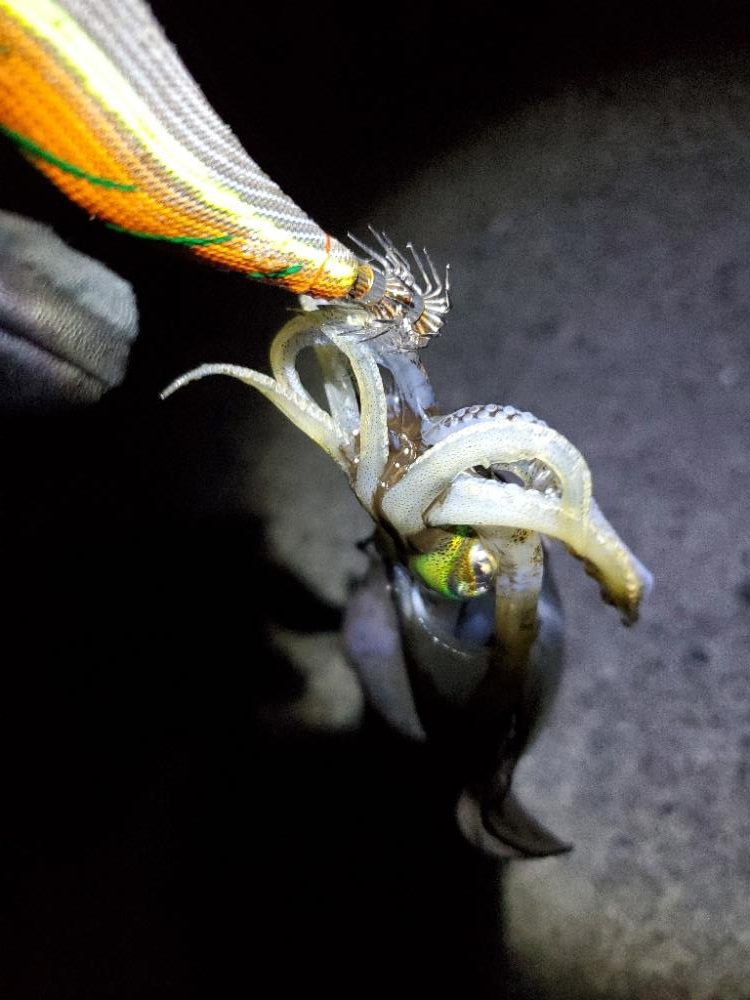 ナイトエギング