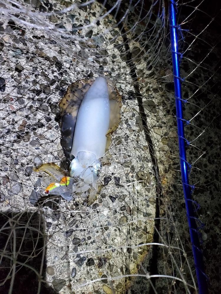 朝マズメのエギング