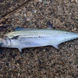 アオリイカとサゴシ