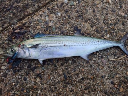 アオリイカとサゴシ