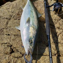 久しぶりの鰤属でした