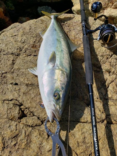 久しぶりの鰤属でした