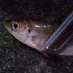 アジ探し＠佐野漁港