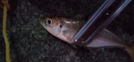 アジ探し＠佐野漁港