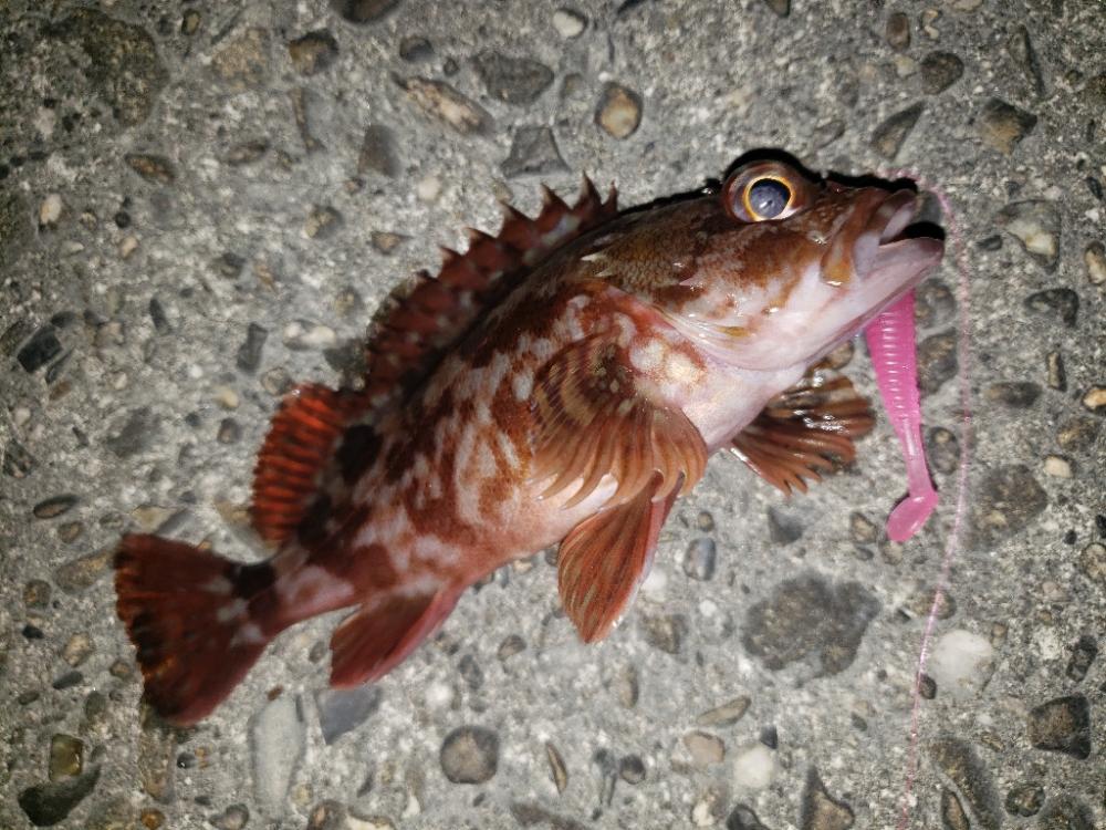 穴釣り