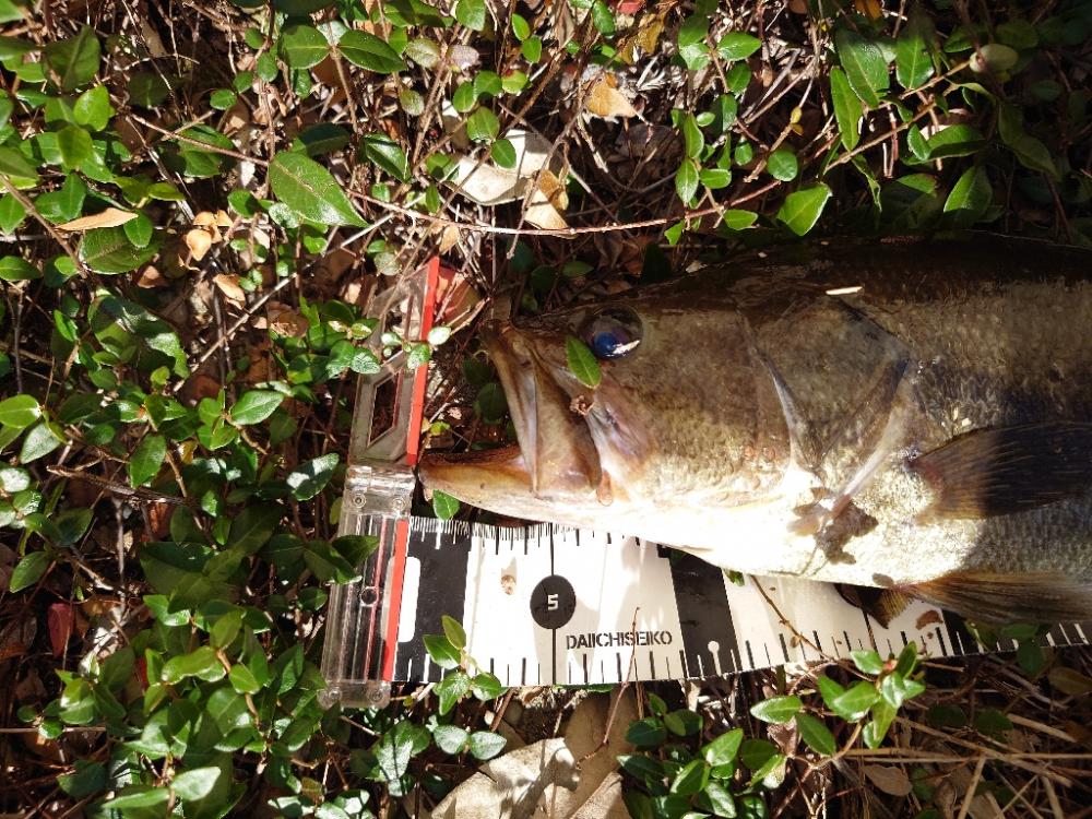 ピーカン昼間はパンチング
