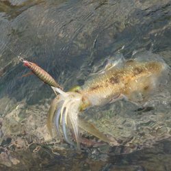 デイ＆ナイトエギングIN対馬