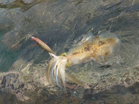 デイ＆ナイトエギングIN対馬