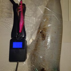 ナイトエギングIN対馬