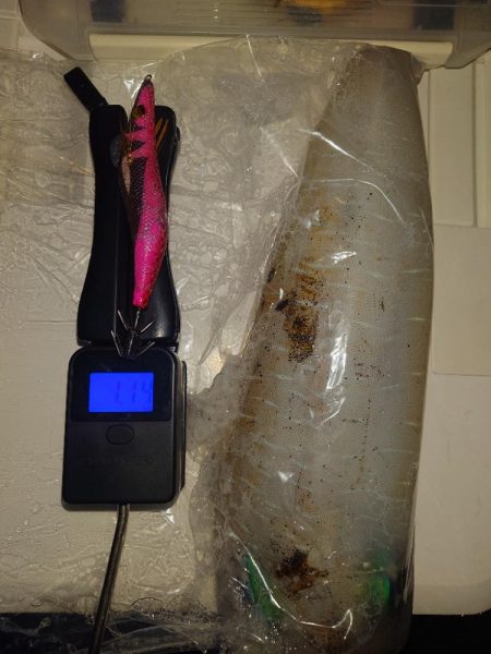 ナイトエギングIN対馬