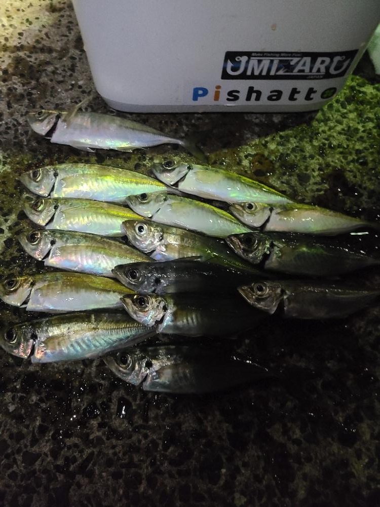 鯵探すの大変😖💦居る❓️居ない❓️