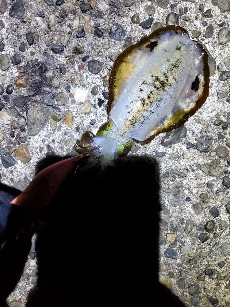 ナイトエギング