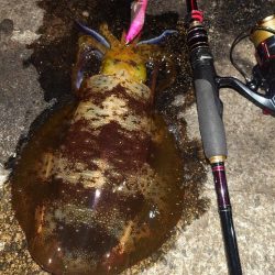 や〜まえエギングIN対馬