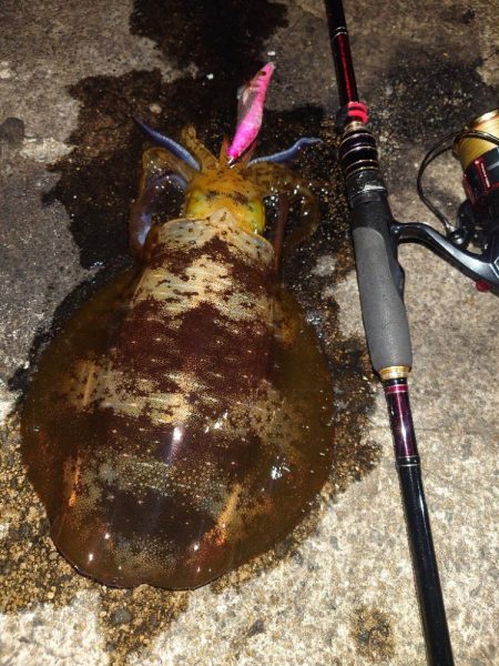 や〜まえエギングIN対馬