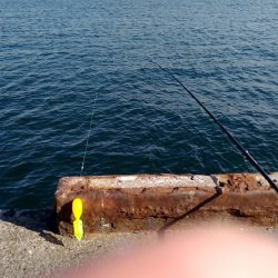 風が強いが好調