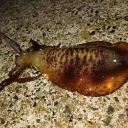 朝マズメエギングIN対馬