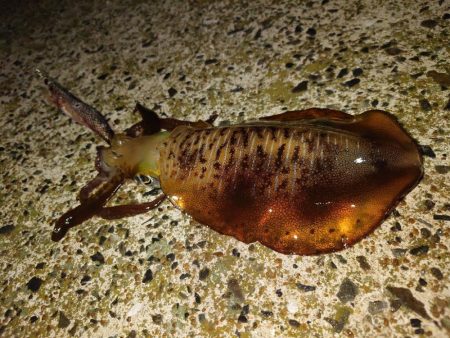 朝マズメエギングIN対馬