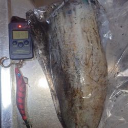 ナイトエギングIN対馬