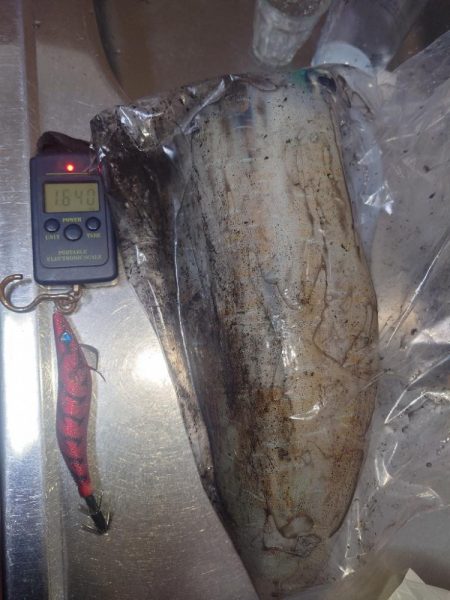 ナイトエギングIN対馬