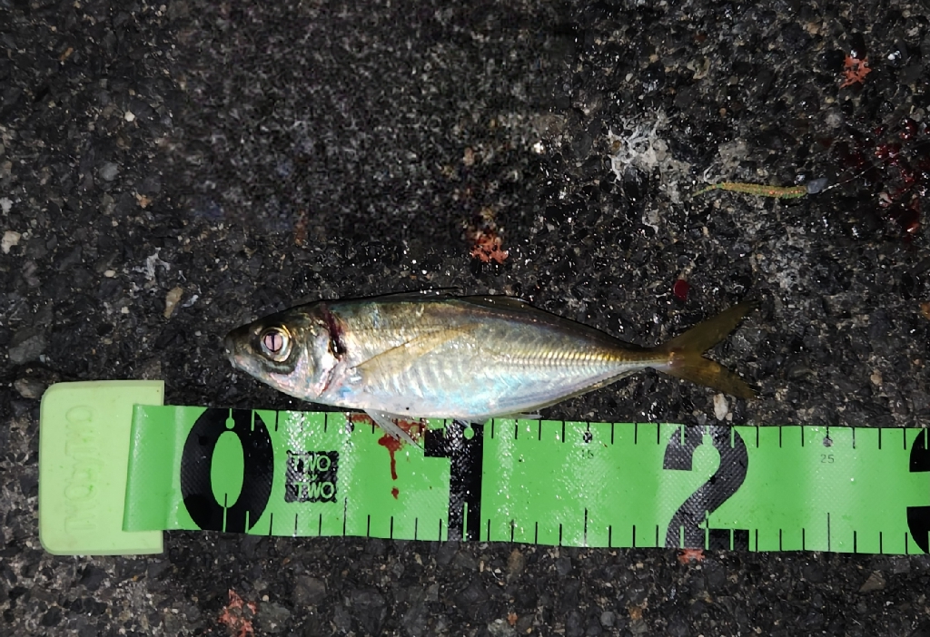 アジを探すのもアジングの一つ