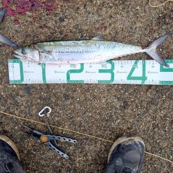 ツバスとサゴシ