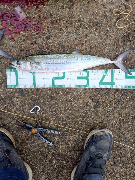 ツバスとサゴシ