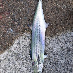 サゴシまわってました