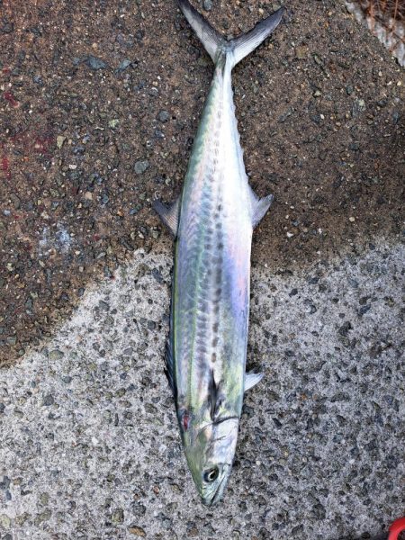 サゴシまわってました