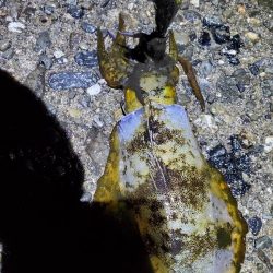 夕マズメすぎたけどエギング