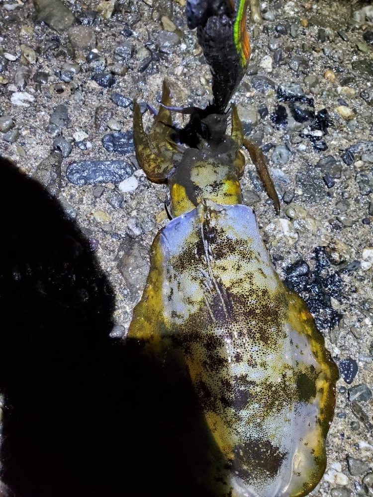 夕マズメすぎたけどエギング