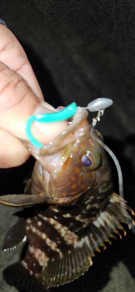 ライトフィッシングは幅広く楽しめる