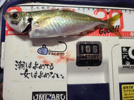 極寒⛄爆風アジング