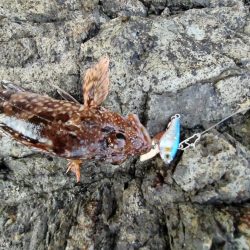 ロックフイッシュ＆シーバス