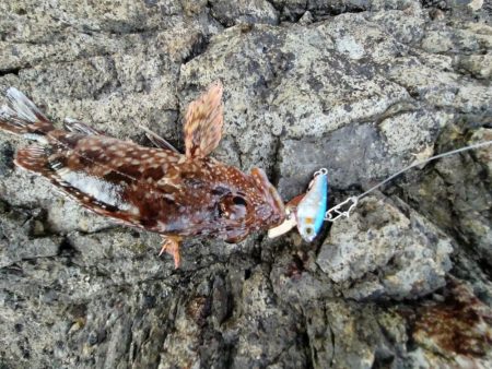 ロックフイッシュ＆シーバス